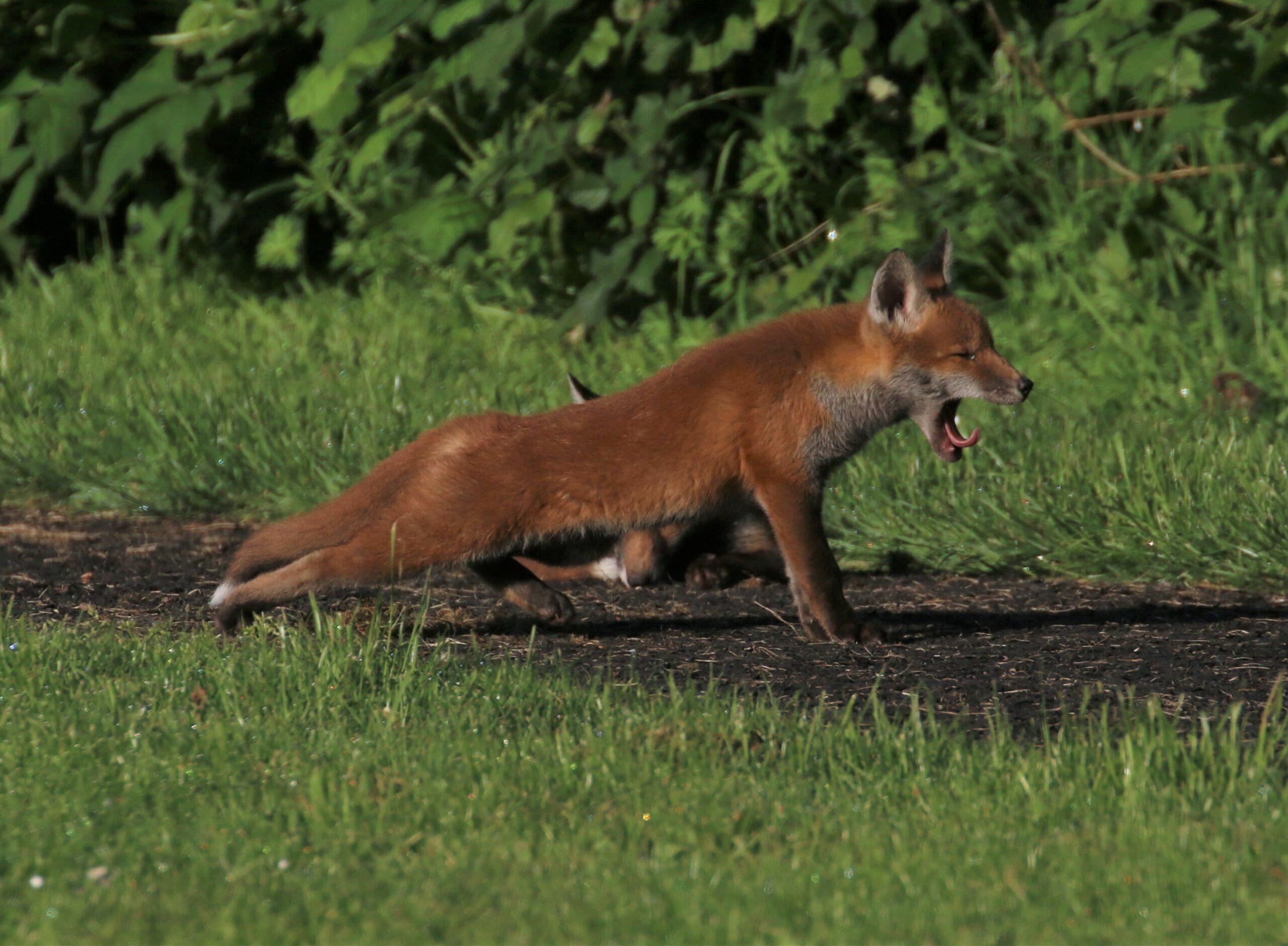 A fox cub stretching