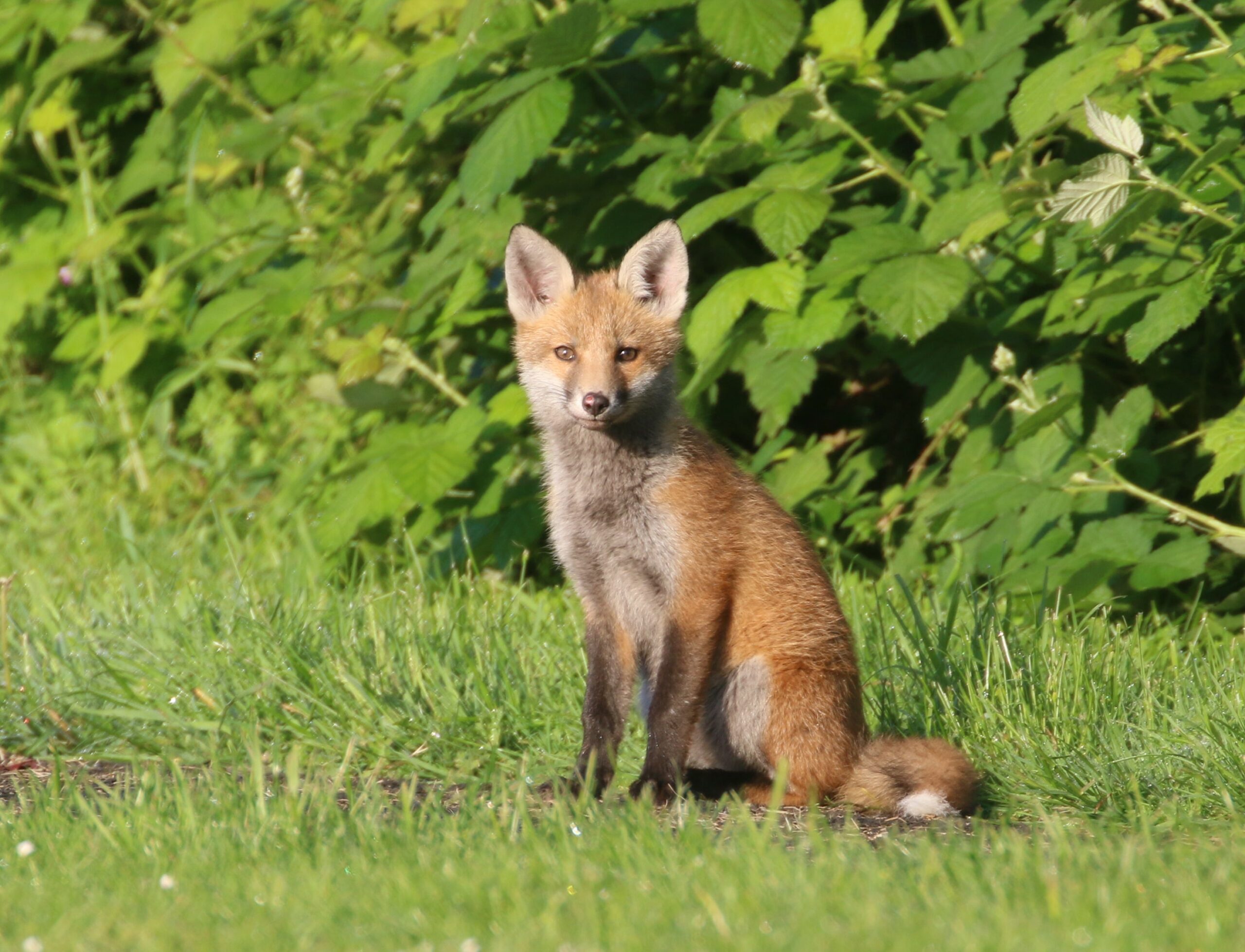 A fox cub on the grass
