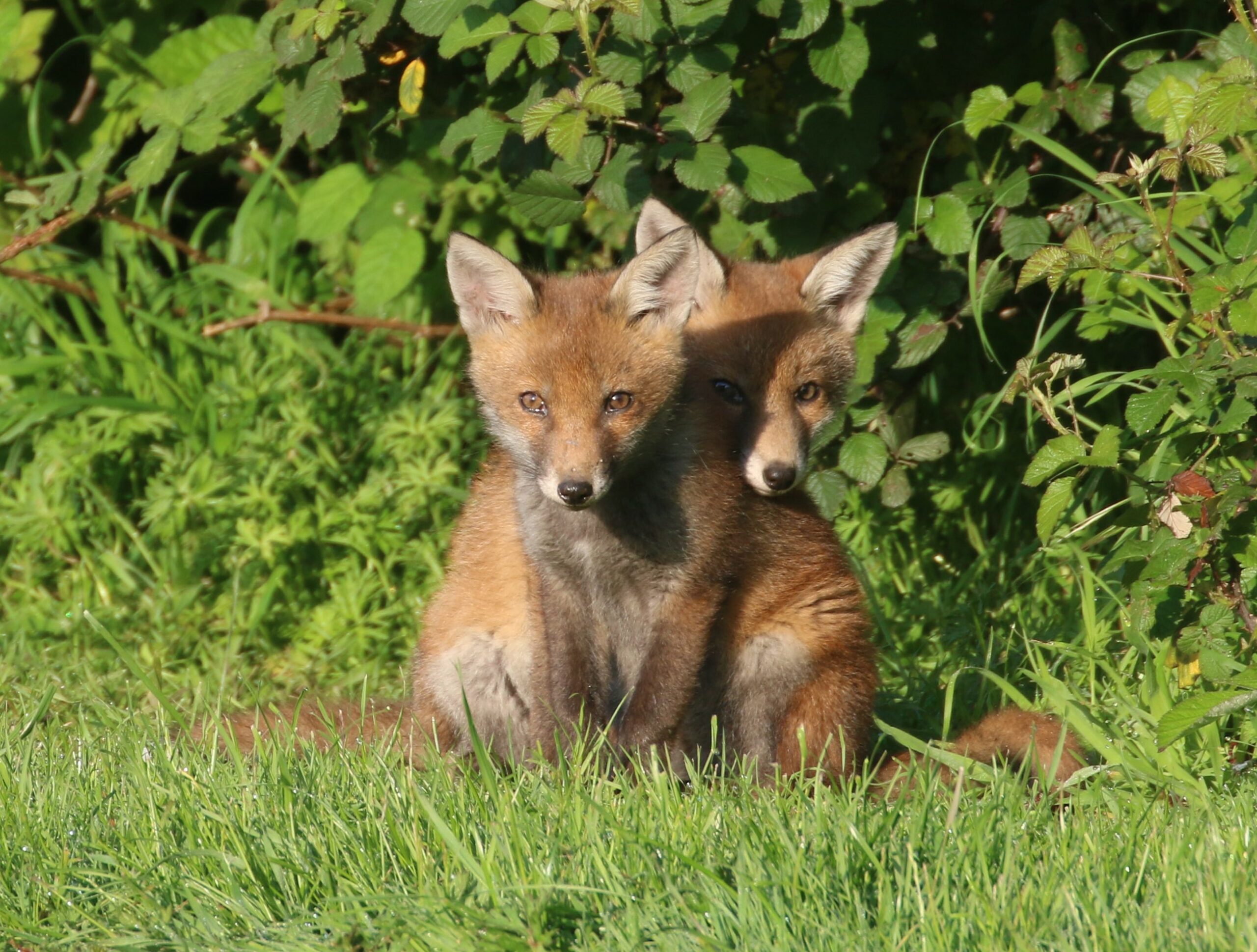 Two fox clubs