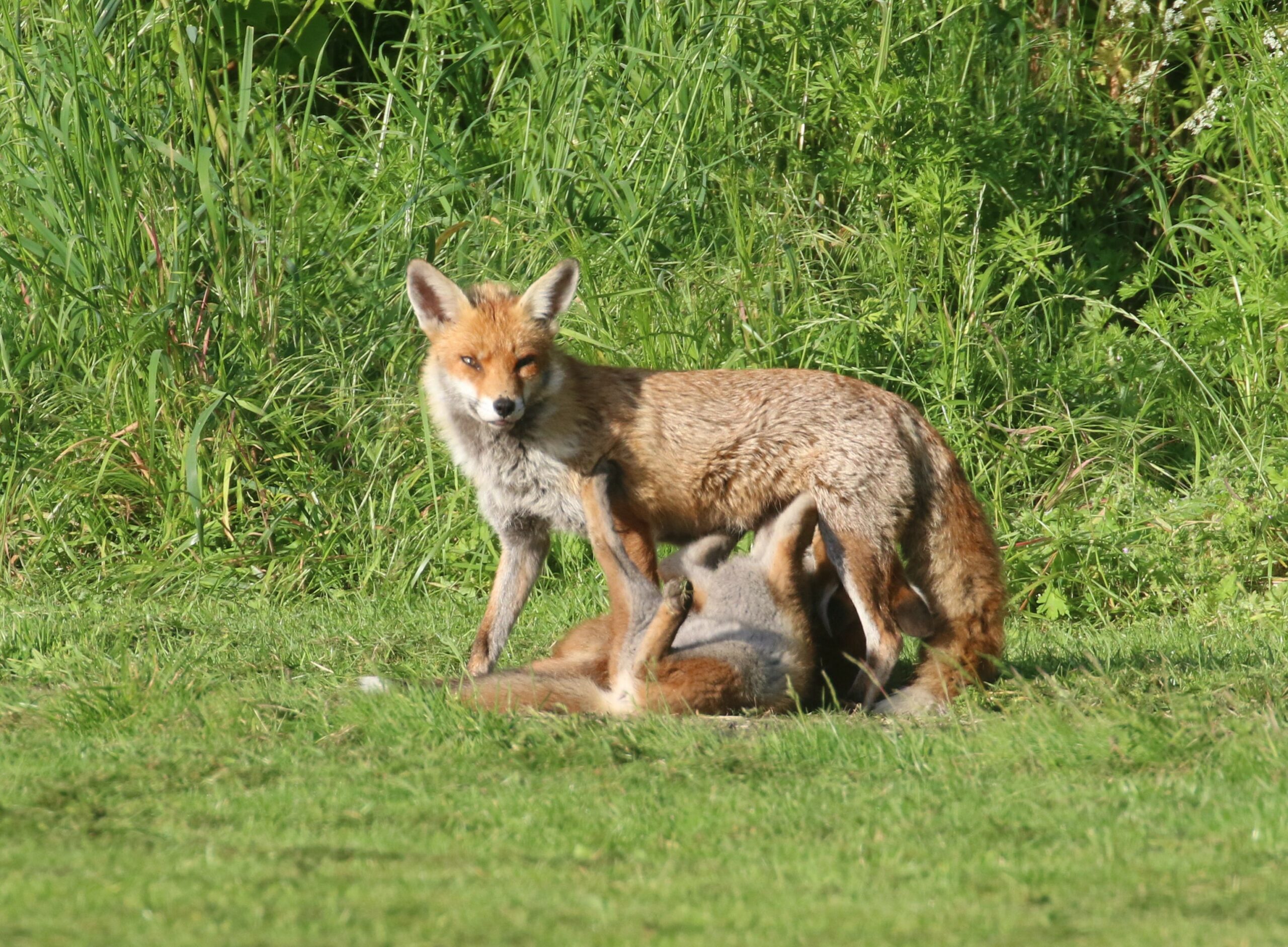 vixen with cubs playing