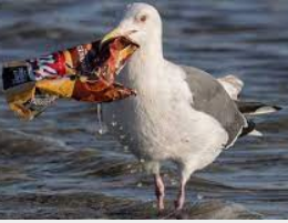 Gull carrying litter